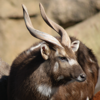 Sitatunga1