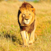 lion square
