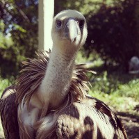 vulture-square